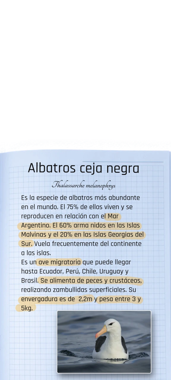 Carpeta Info Albatros